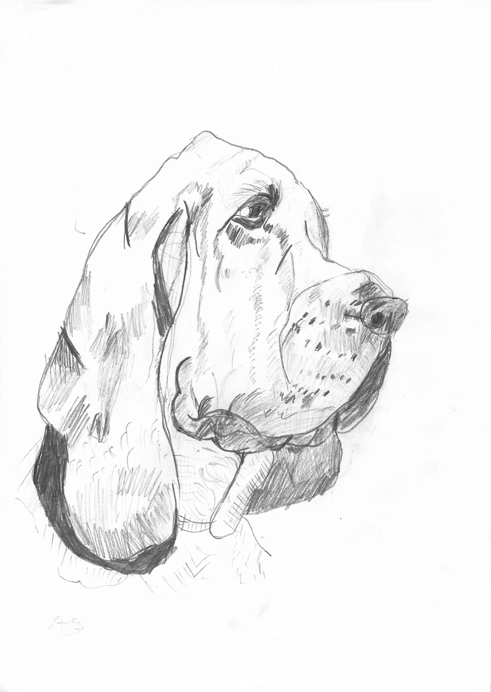 Aminta Bloodhound